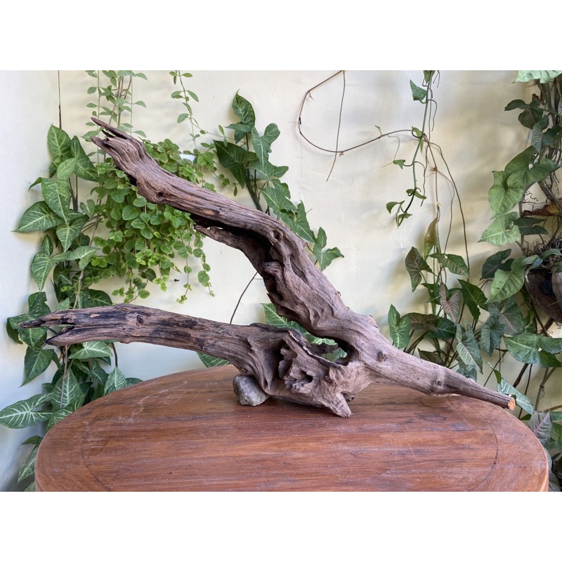 Jual kayu tenggelam rentek dangkel aquascape chana akar tenggelam ...