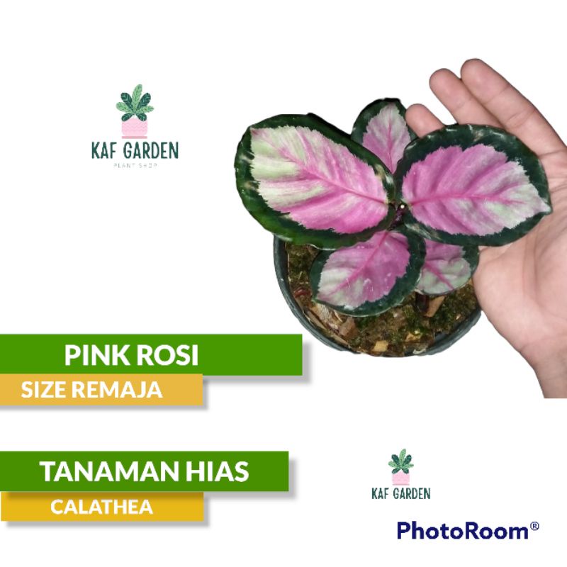 Jual Calathea Pink Rosi Tanaman Hias Calathea Rosi | Shopee Indonesia