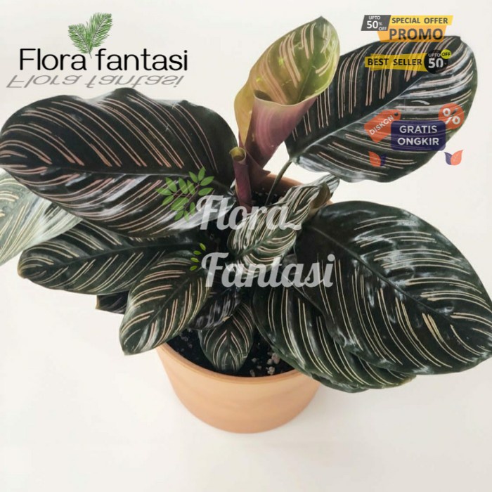 Jual Tanaman Hias Calathea Ornata Strip Pohon Calathea Ornata Pinstrip Tanaman Hias Hidup