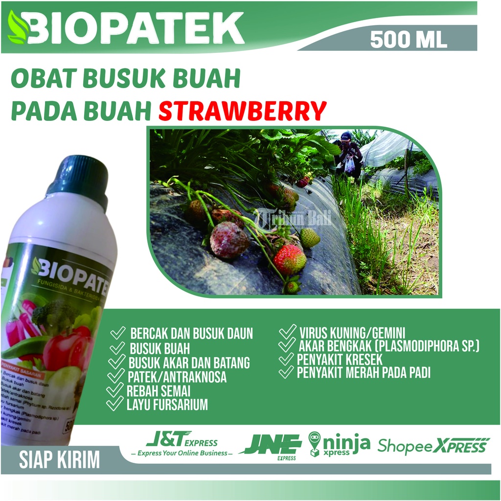 Jual Promo Cod Obat Busuk Buah Pada Strawberry Paling Ampuh Biopatek Fungisida Bakterisida