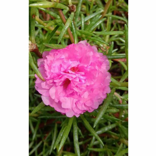 Jual krokot tumpok pink | Shopee Indonesia