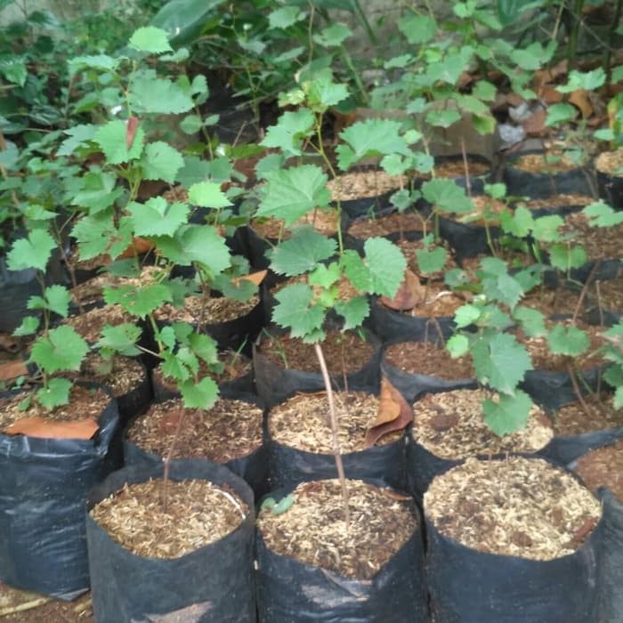Jual Tanaman Anggur | Tanaman Anggur rambat | Bibit Tanaman Anggur ...