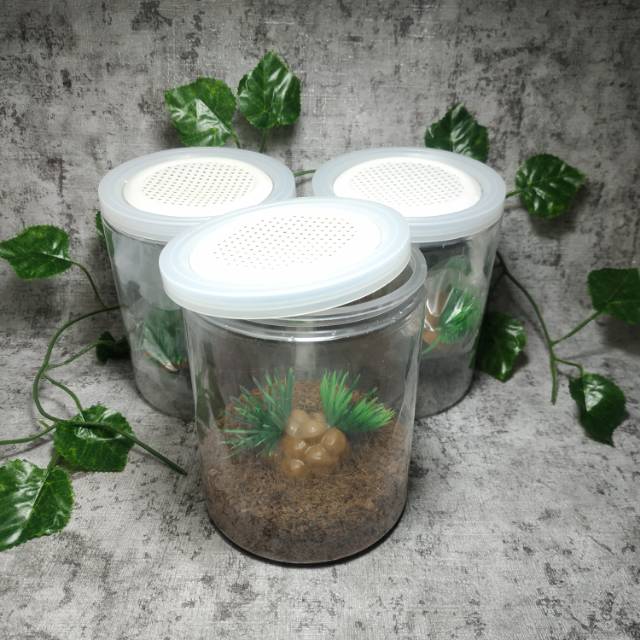 Jual Kandang display enclosure tarantula small fake plant by Z.E.I ...