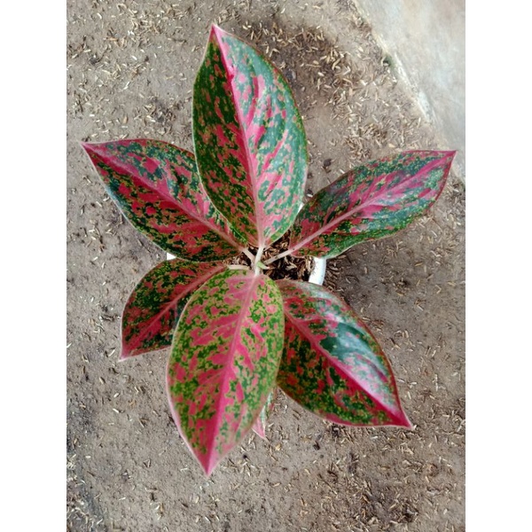 Jual Aglaonema Happiness remaja cantik Shopee Indonesia