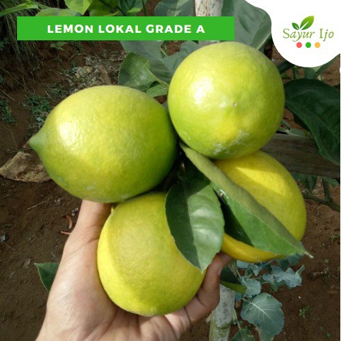 Jual Jeruk Lemon Lokal Grade A Gram Fresh Lime Sayur Hijau Buah Segar Shopee Indonesia