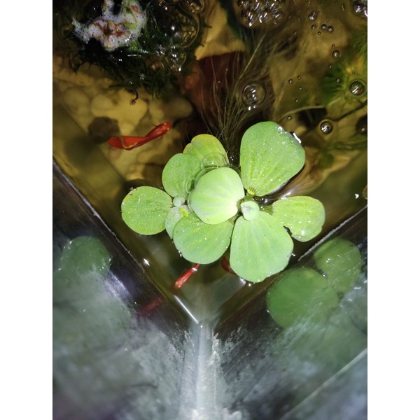 Jual Apu Apu Tanaman Apung Aquascape Shopee Indonesia