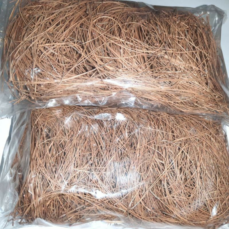 Jual Kebun Dzaki Daun Pinus Asli Kering 1kg Shopee Indonesia 3100