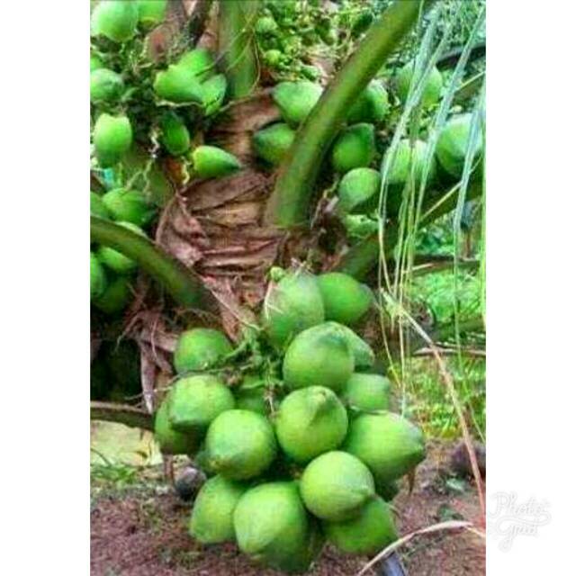 kelapa pandan wangi