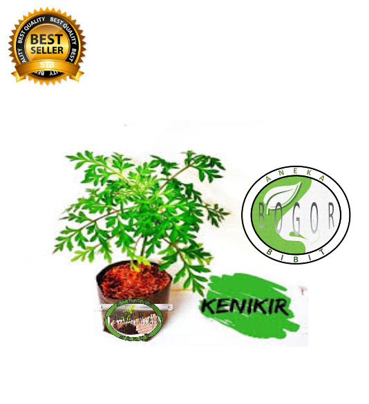 Jual Bibit Pohon Tanaman Daun Kenikir Shopee Indonesia