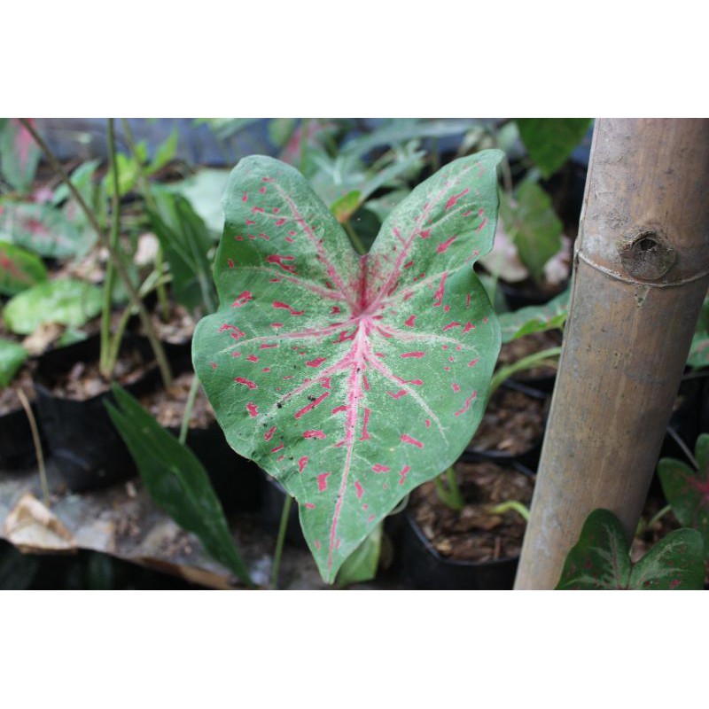 Jual tanaman hias keladi wild fire-caladium wildfire | Shopee Indonesia