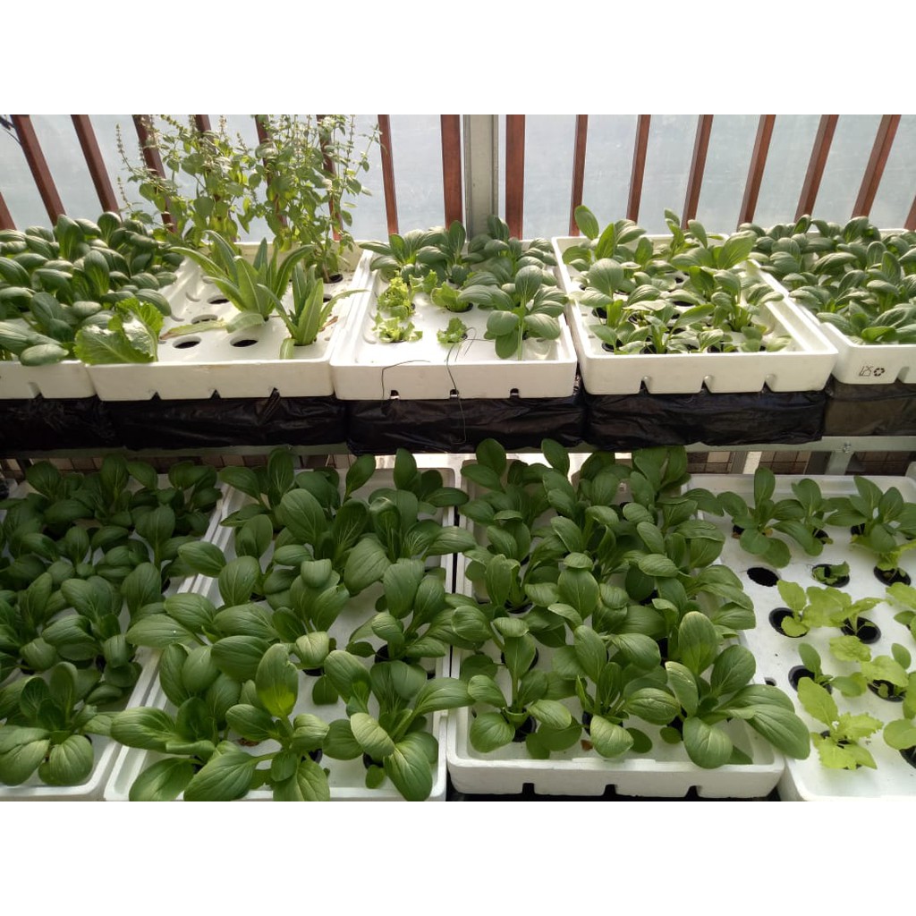 Jual Sterofoam Box Anggur Siap Pakai Media Tanam Hidroponik Shopee