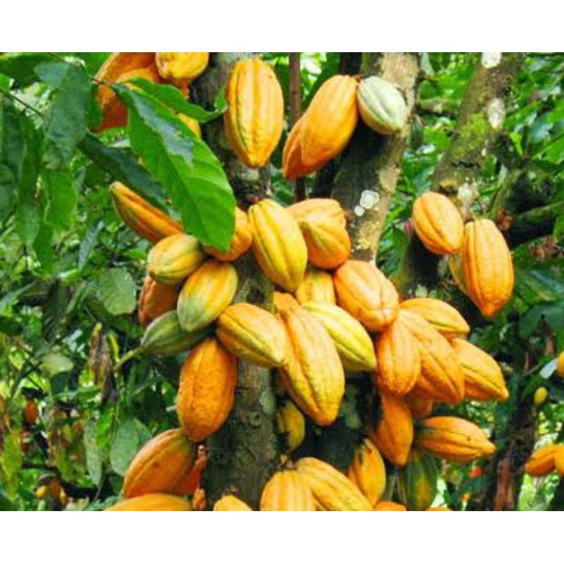 Jual pohon coklat / kakao /cacao hasil induk unggul | Shopee Indonesia