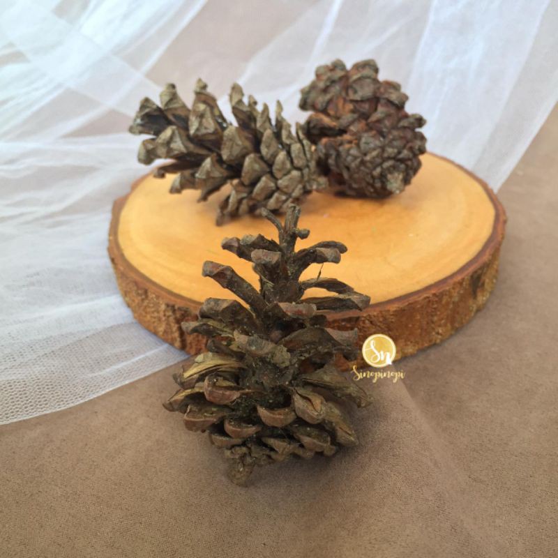 Jual PINUS KERING TANPA VERNISH | BAHAN KERAJINAN DRIED FLOWER RUSTIC ...