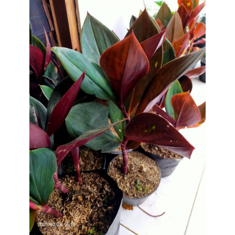 Jual TANAMAN PACING MERAH / POHON PACING MERAH | Shopee Indonesia