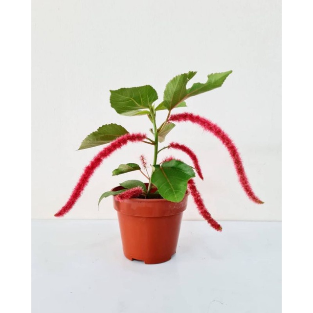 Jual Tanaman hias ekor kucing / red hots cat tail / acalypha hispida
