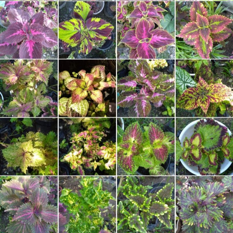 Jual Tanaman Miana Corak Bagus dan Cantik stek batang / Bunga Coleus ...