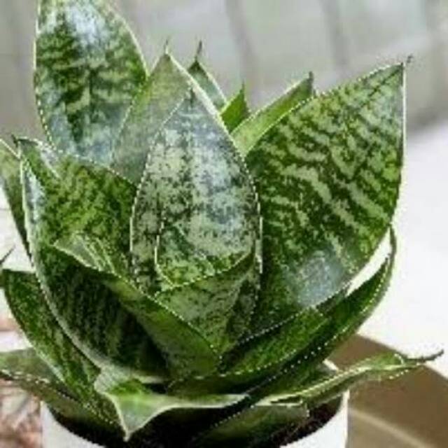 Tanaman Hias Sansivera Birdnest Green Succulent Indoor