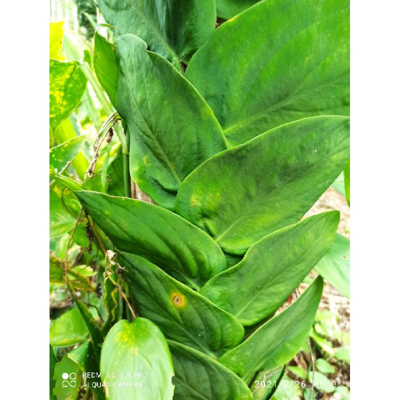 Jual Tanaman Hias Rambat Daun Dolar Daun Besar - Tanaman Dollar 100cm ...