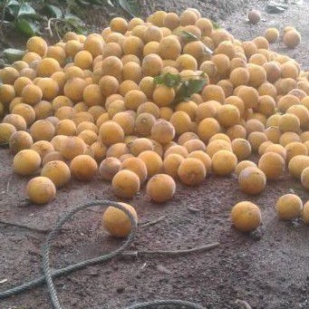 Jual buah kecapi daun ( BERGARANSI 100% .. TIDAK MANIS UANG KEMBALI ...