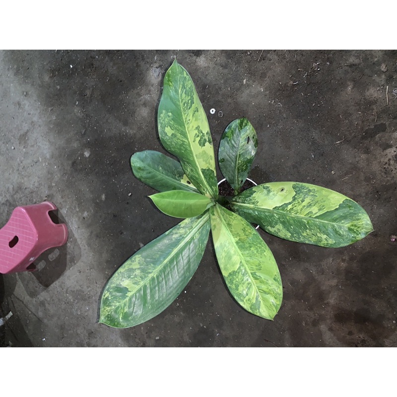 Jual Diffen Panglima Variegata | Shopee Indonesia