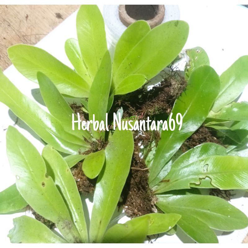 Jual Bibit Tanaman Hias Kadaka Mini-kadaka tempel ukuran kecil | Shopee ...