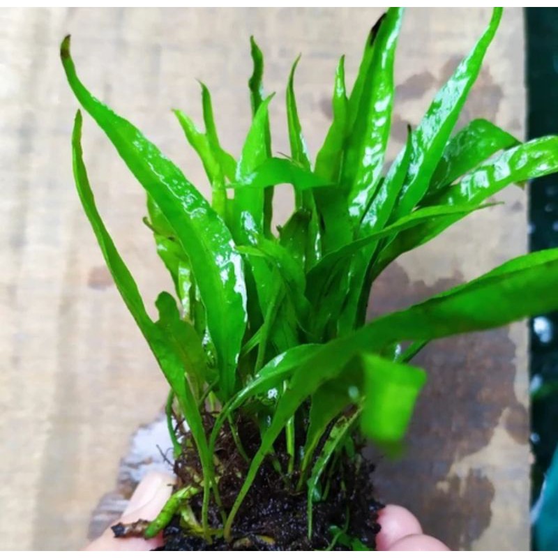 Jual Kadaka Mini Grade A beli 5 Gratis 1 (Tanaman aquascape low co2 ...