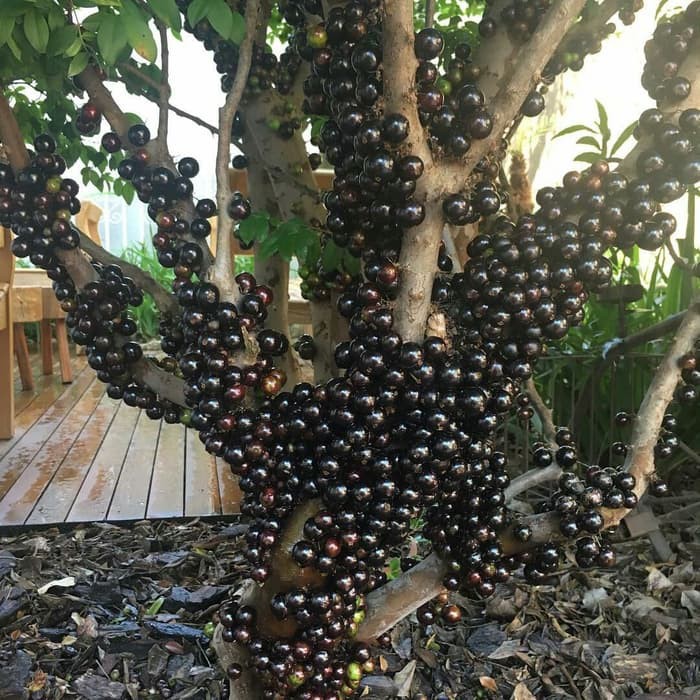 Jual Bibit Tanaman Buah Anggur Brazil Buah Manis Jaboticaba Pohon