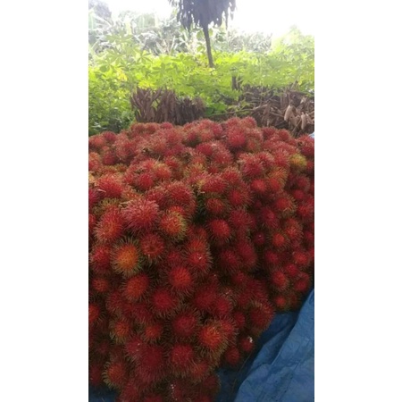 Jual buah rambutan binjai asli 1kg | Shopee Indonesia