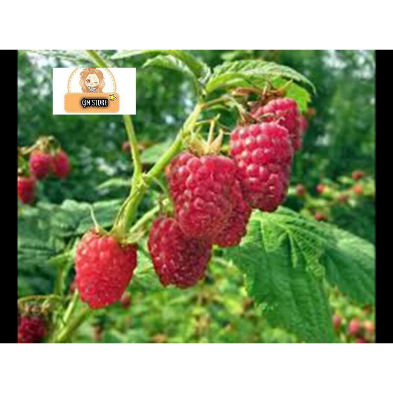 Jual BENIH RASPBERRY MERAH | Shopee Indonesia