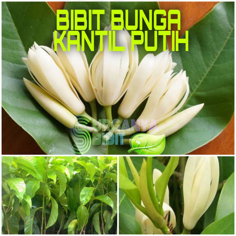 Jual Bibit Tanaman Bunga Kantil Siap Berbunga Pak Tani Bunga Shopee