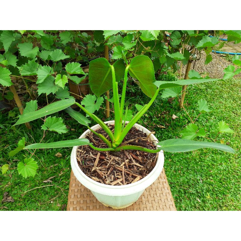 Jual philodendron tuxtlanum redqueen dewasa | Shopee Indonesia