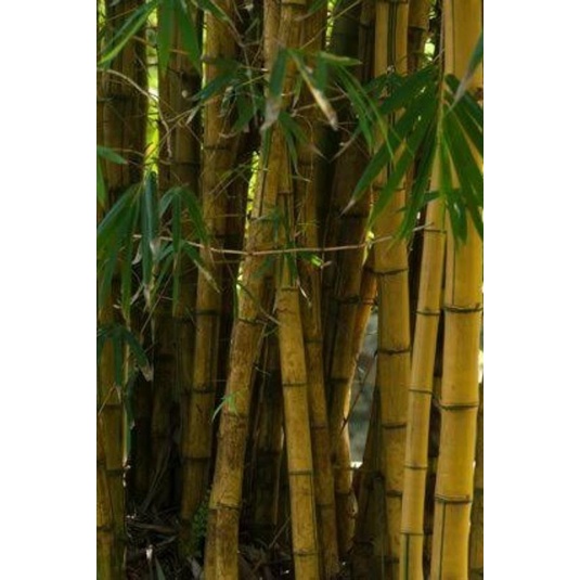 Jual bambu kuning pengusir setan | Shopee Indonesia