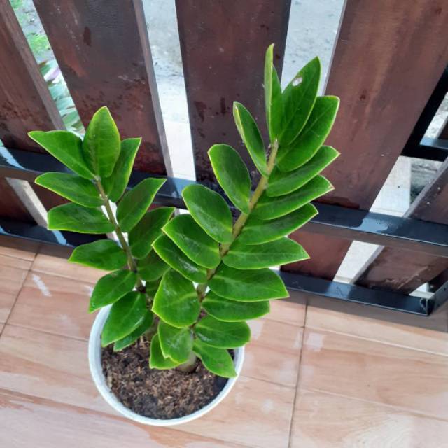 silberblatt zimmerpflanze Philodendron brandtianum (Silberblatt-Philodendron) Babypflanze  Secret  Garden Plant Shop