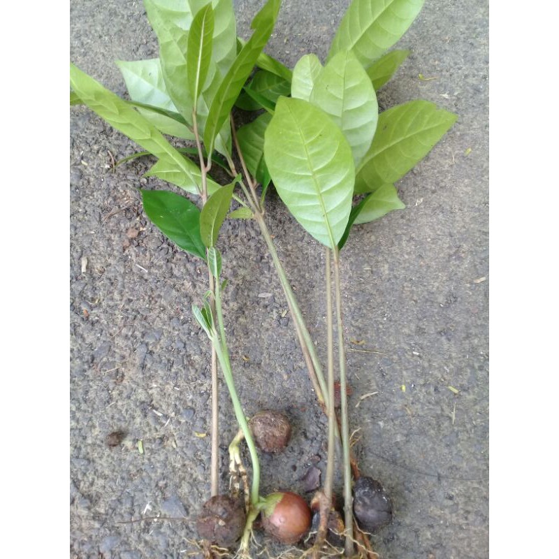 Jual promo bibit pohon Campolay atau Campoleh per 5 tangkai | Shopee ...