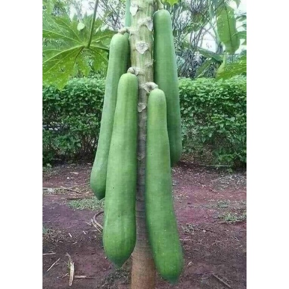 10 Benih Tanaman Buah Pepaya Jumbo Bibit Tanaman F1 Hibrida Thailand