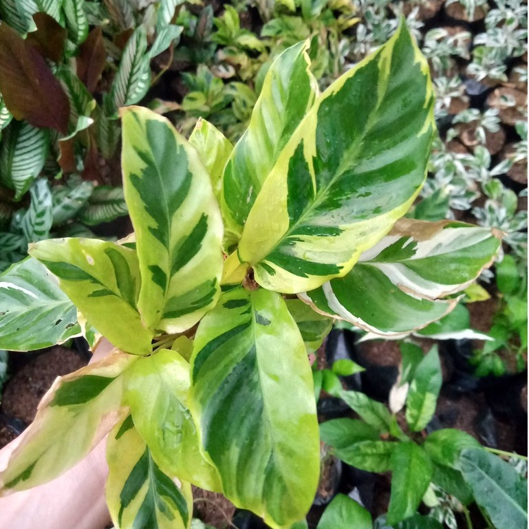 Jual tanaman hias bunga calathea tisu kuning / meranti tisu kuning ...