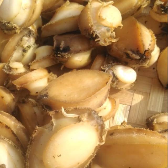 Jual Kerang Abalon kerang mata 7 1 Kg | Shopee Indonesia