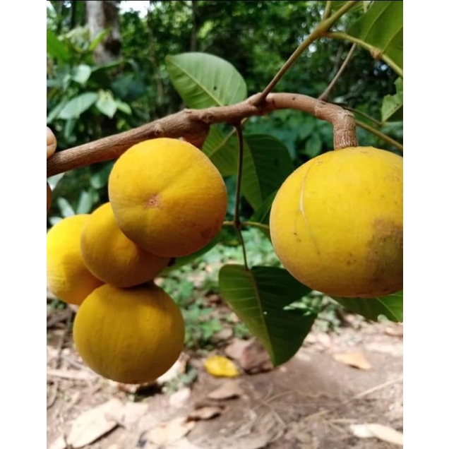Jual buah sentul kecapi segar hasil panen sendiri fresh | Shopee Indonesia