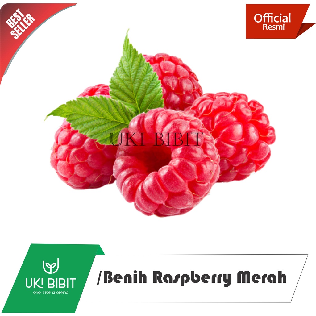 Jual ( 10 Gram ) Benih Biji Raspberry Merah | Shopee Indonesia