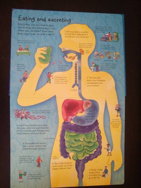 Jual See inside your body usborne | Shopee Indonesia