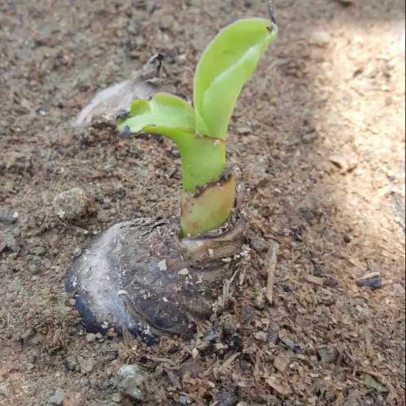 Jual tunas pohon pisang raja Shopee Indonesia