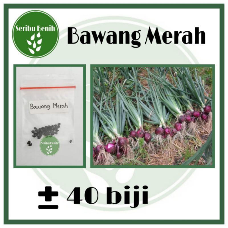 Jual 40 Benih Bawang Merah Unggul Lokananta - Bibit Tanaman Sayuran ...