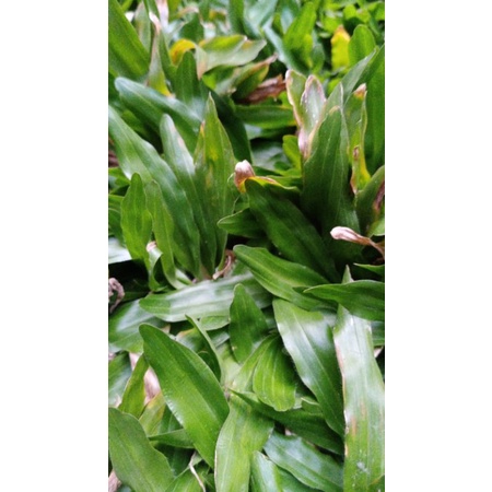 Jual Jual Gambar Rumput | Shopee Indonesia