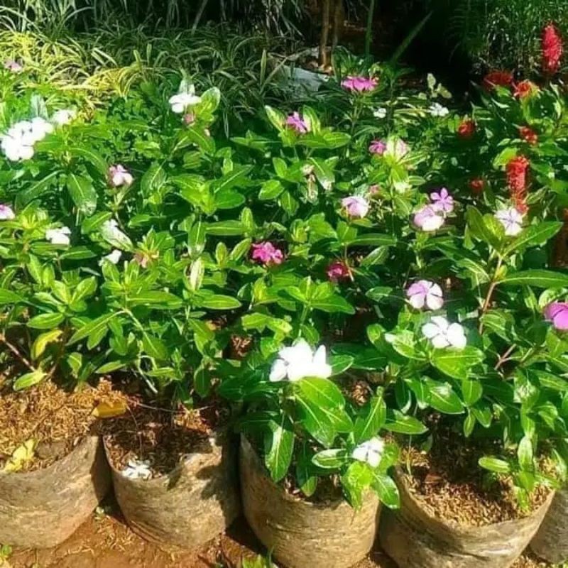 Jual Tanaman hias tapak dara - bunga tapak dara | Shopee Indonesia