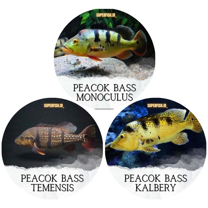 Jual PAKET 3C.PEACOK BASS TEMENSIS,MONOCULUS,KALBERY | Shopee Indonesia