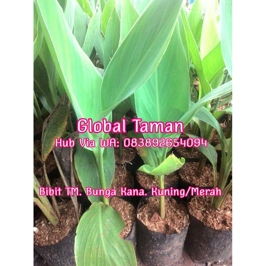 Jual Ide Tanaman Hias Bunga Kana Bibit Tanaman Kana Bibit Pohon Kana Shopee Indonesia