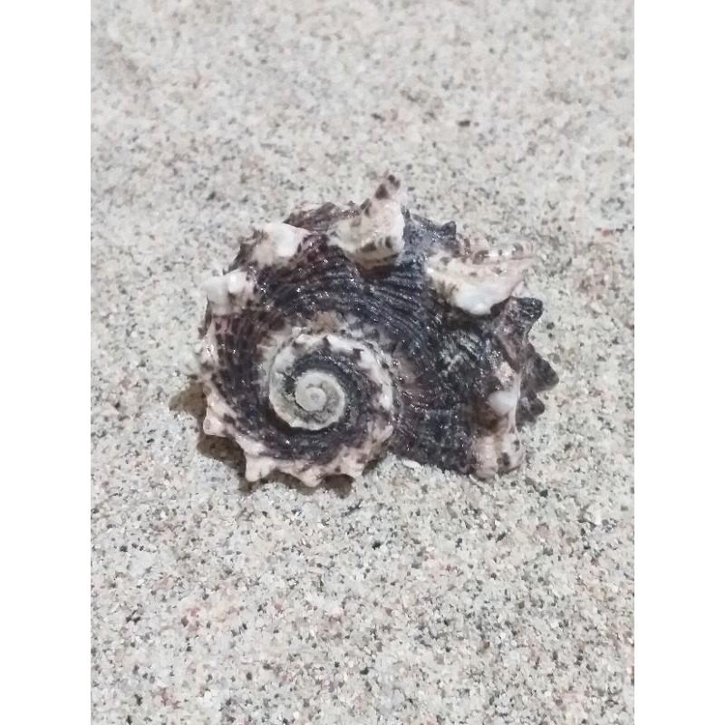 Jual cangkang kerang panjang 2 cm sampai 6cm Shopee Indonesia