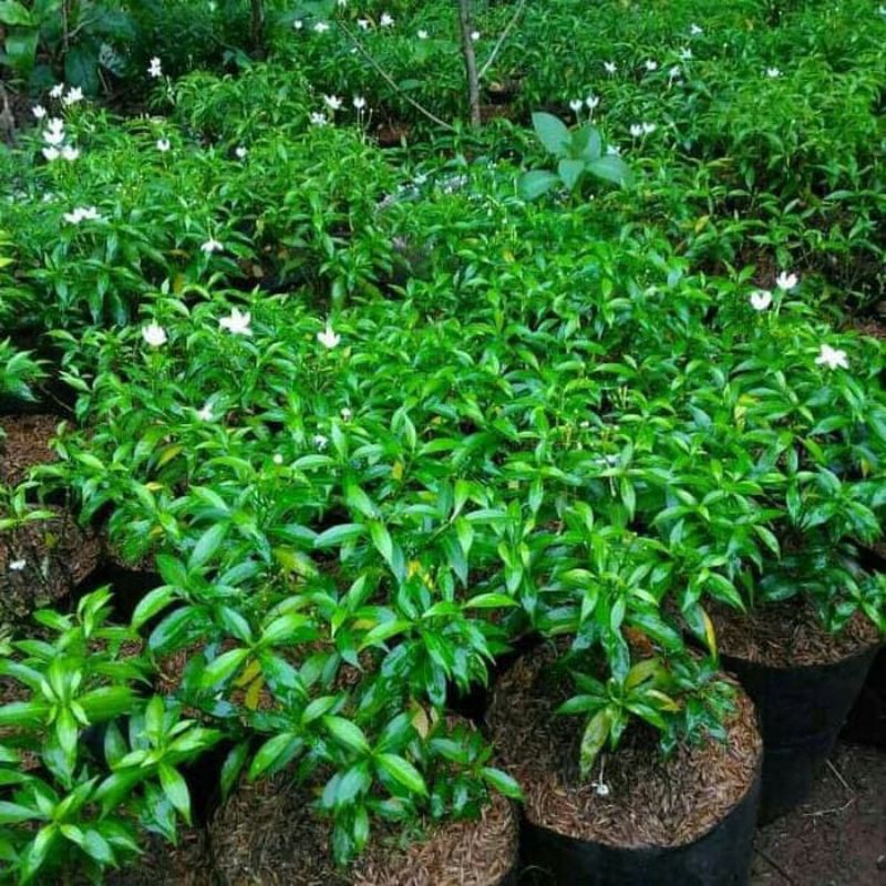 Jual POHON ROMBUSA MINI ( TANAMAN HIAS ) | Shopee Indonesia