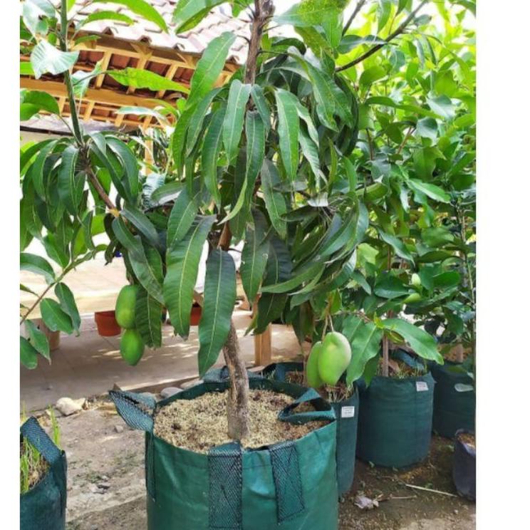 Jual Harga Spesial Bibit Mangga Arum Manis Kondisi Berbunga Hasil Okulasi Dengan Pohon Yg