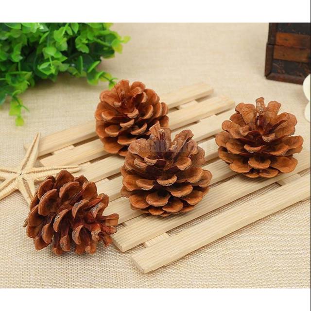 Jual Bunga Pinus Kering Alami Bahan Rustic Buah Pinus Biji Pinus Hiasan Ring Box Rustic 4142